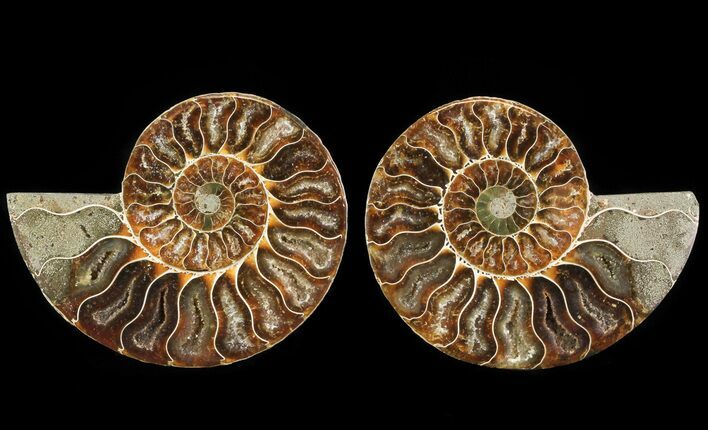 Cut & Polished Ammonite Fossil - Agatized #64971